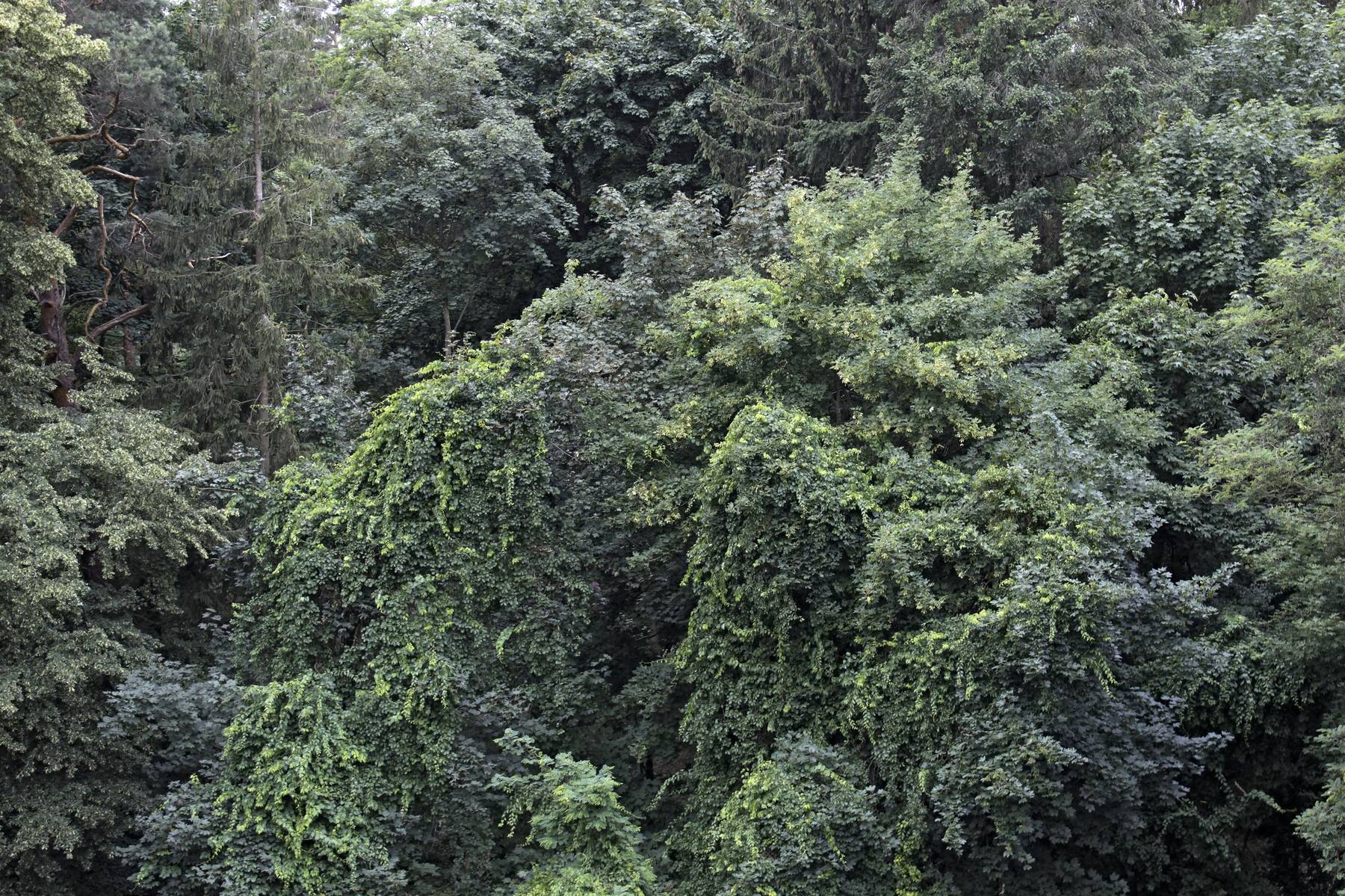 Sibille Riechardt, aus der Serie "Wald", 2018