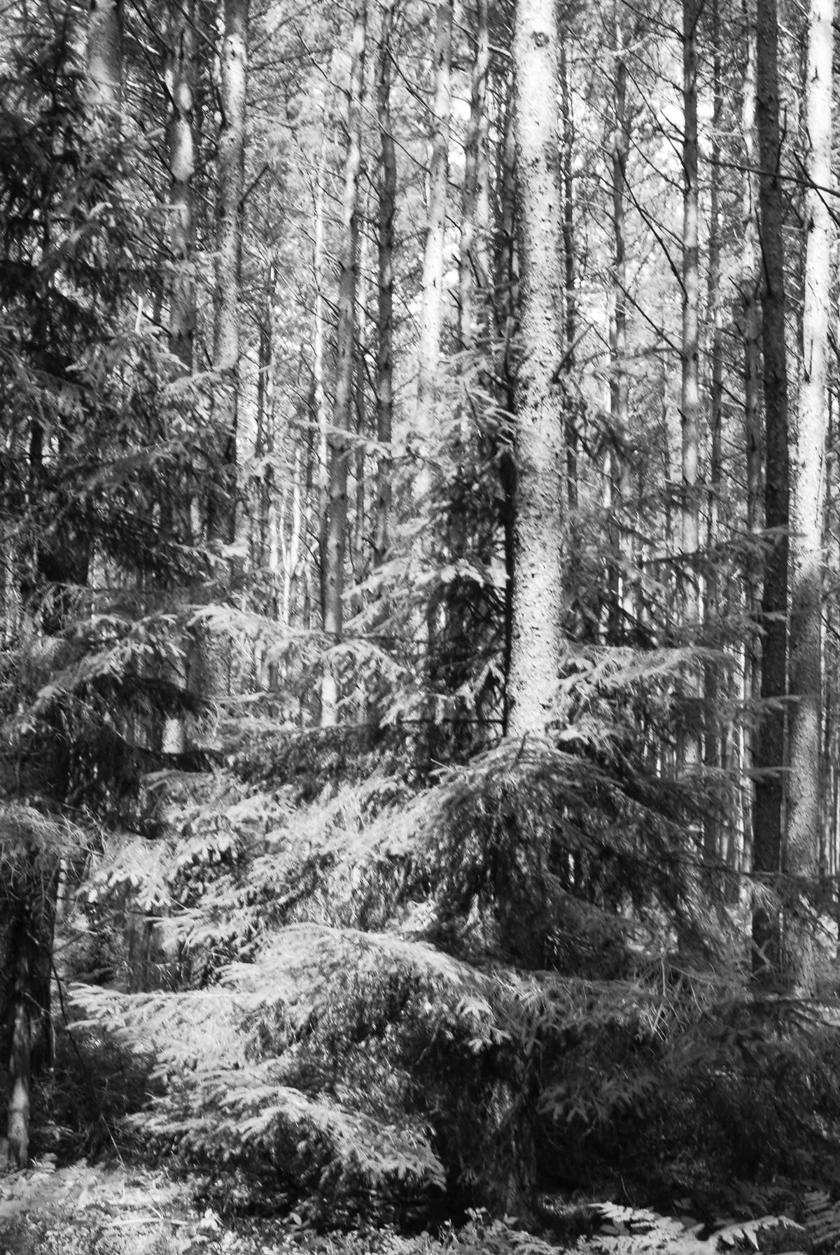 Birgit Nitsch, o.T., aus der Serie: Der Nationalsozialistische Wald