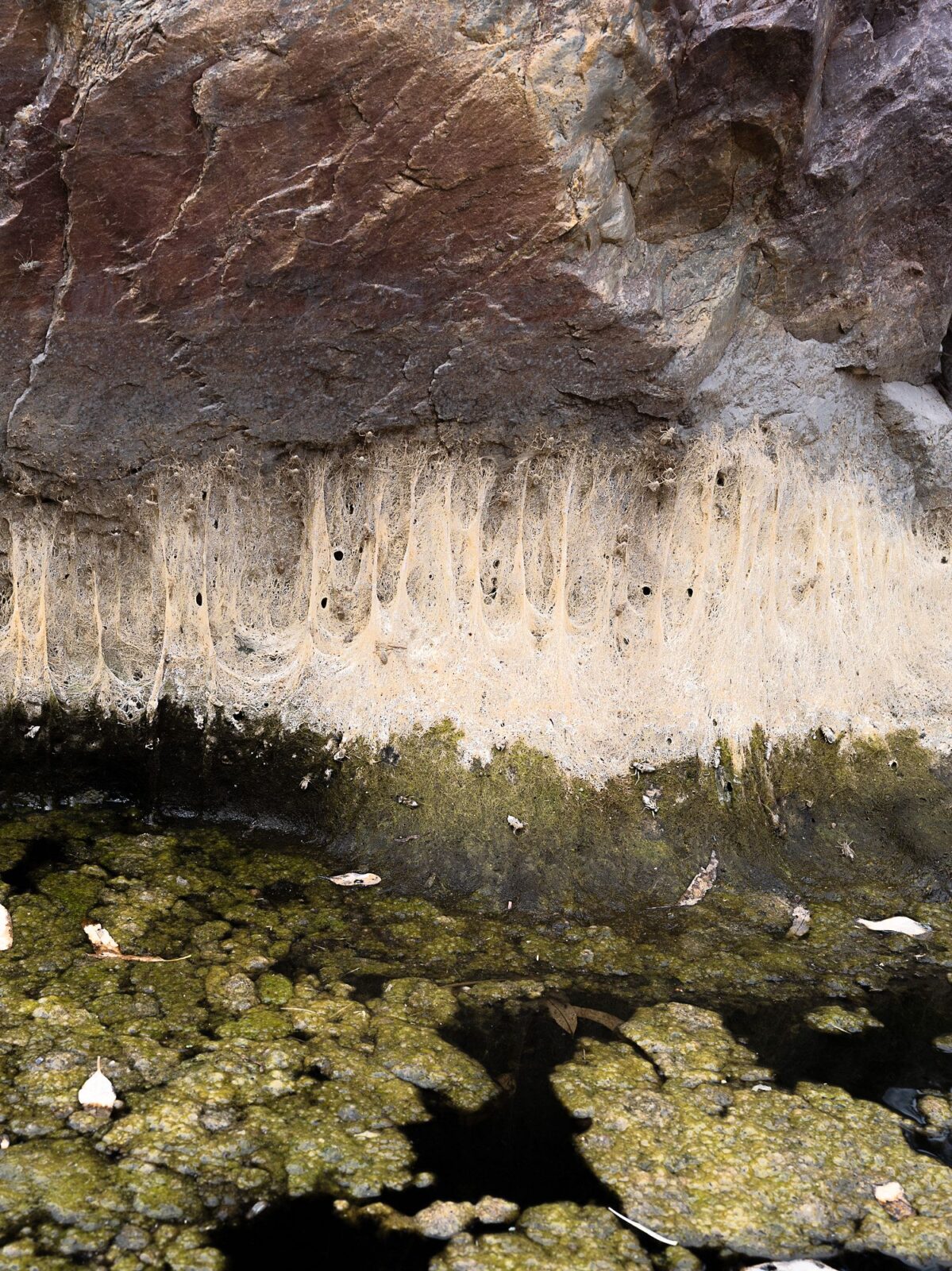 Felswand mit einem strukturierten, gestreiften Abschnitt über einem kleinen, grünlichen Teich mit Algen und schwimmendem Schutt. (KI-generierte Beschreibung)