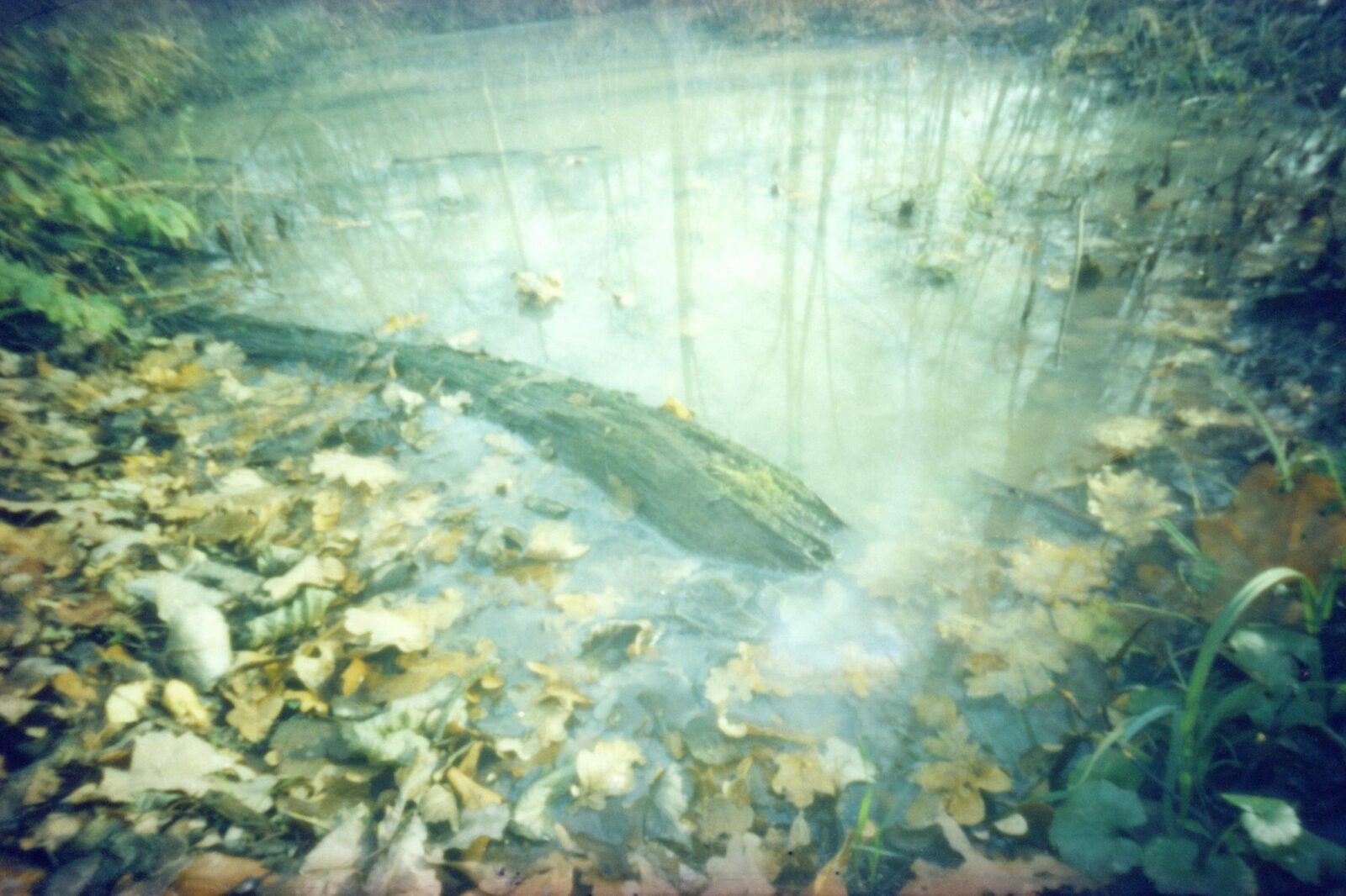 Ein kleiner Teich, umgeben von Laub und Gras, mit einem teilweise untergetauchten Baumstamm im Wasser. (KI-generierte Beschreibung)