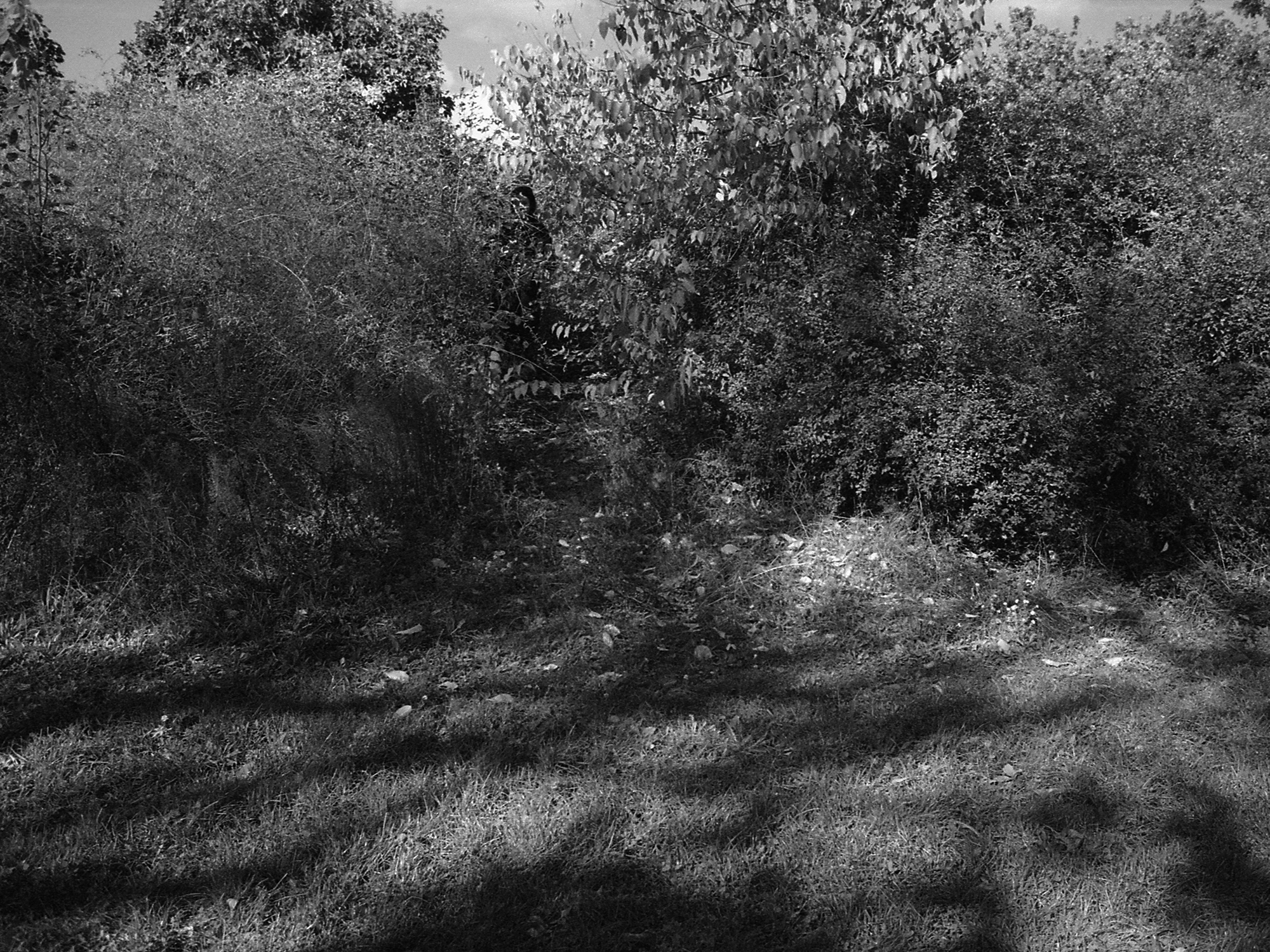 Weg, der in dichtes Gebüsch und Bäume führt, mit verstreutem Licht und Schatten auf dem Boden. (KI-generierte Beschreibung)